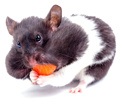 We might be greedy like this mouse, but it's all for your benefit!