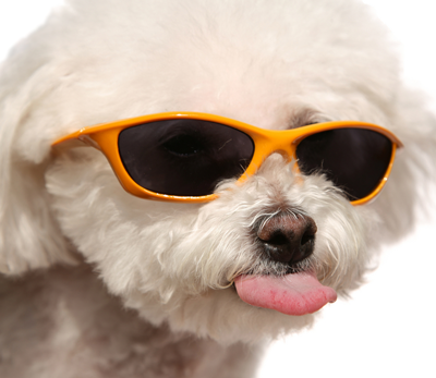 That's right, this smug little dog is smug for good reason - our returns policy is amazing!
