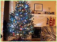 world's oldest christmas tree - read more